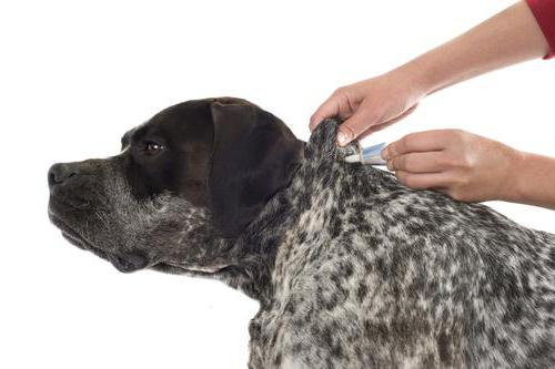лекарства за бълхи и кърлежи за кучета