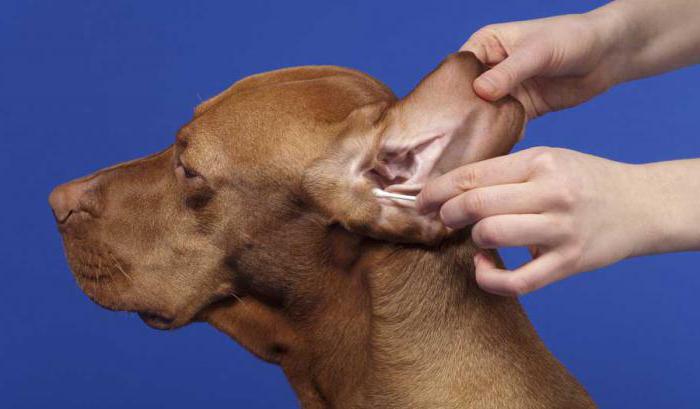biocyty z pcheł i kleszczy dla psów
