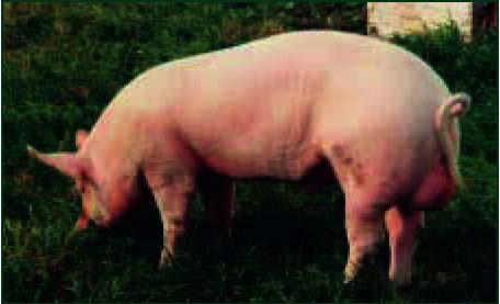 uzgoj svinja rano meso