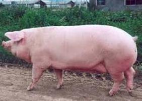 što meso uzgaja svinje