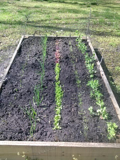 Předkrmy česneku v zahradě