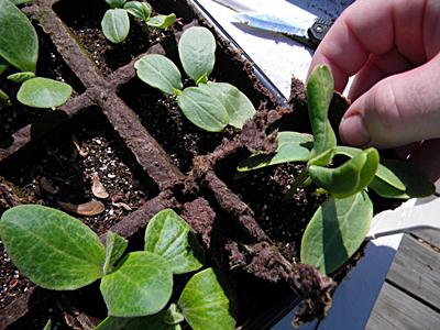самоопрашващи се семена за краставици за открит терен
