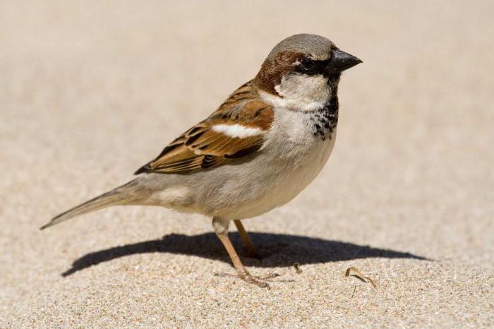 Sparrow uganke