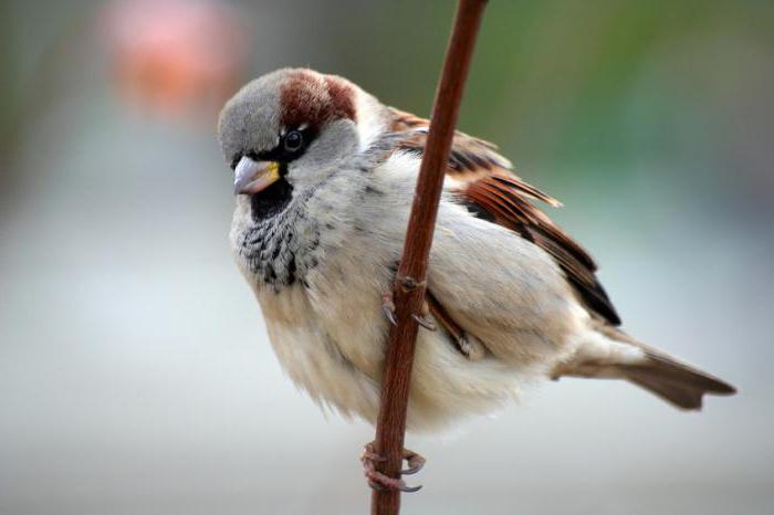 Sparrow uganke za otroke z odgovori