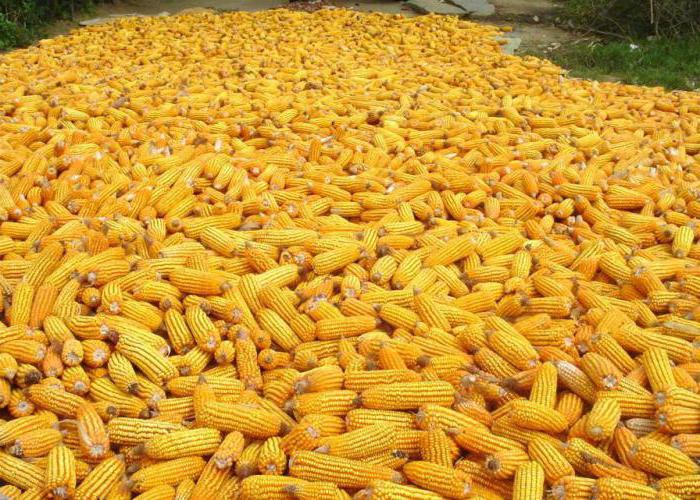 odmiany kukurydzy