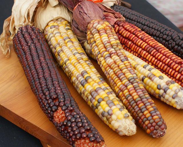 opis odmian kukurydzy