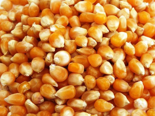 odmiany ziarna kukurydzy