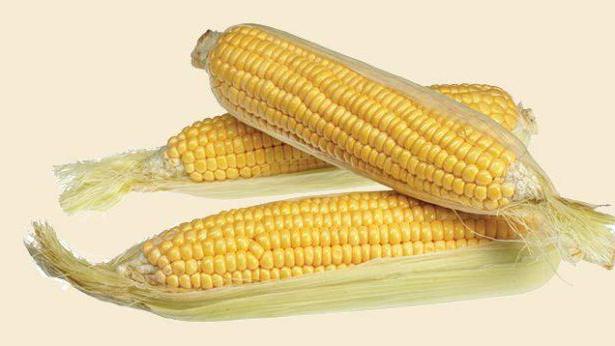 odmiany nasion kukurydzy