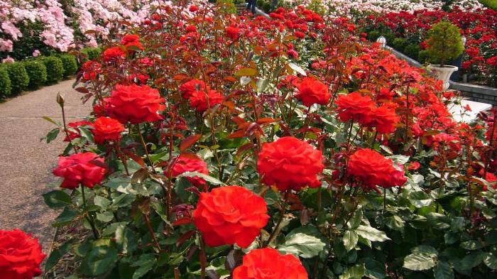 най-добрите сортове паркови рози за Московска област