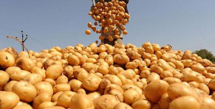 сортове картофи в Беларус