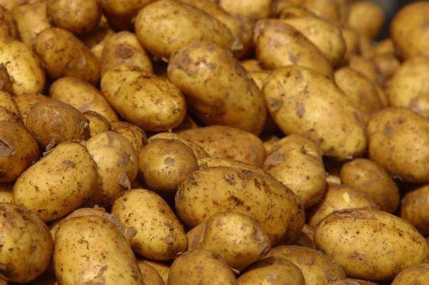 най-добрите сортове картофи в Беларус