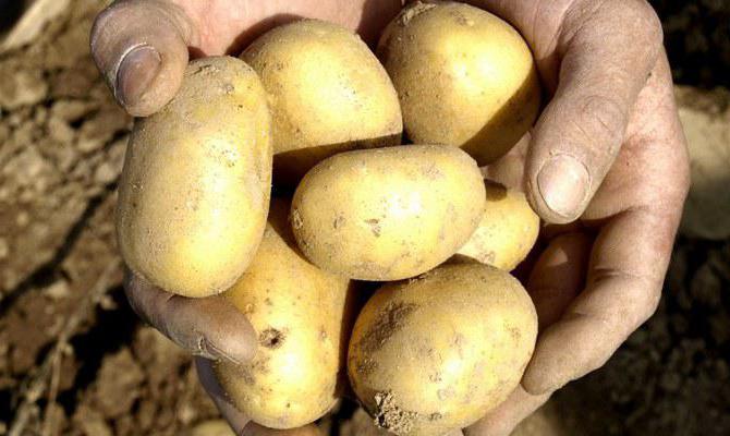 Беларуски сортове картофи