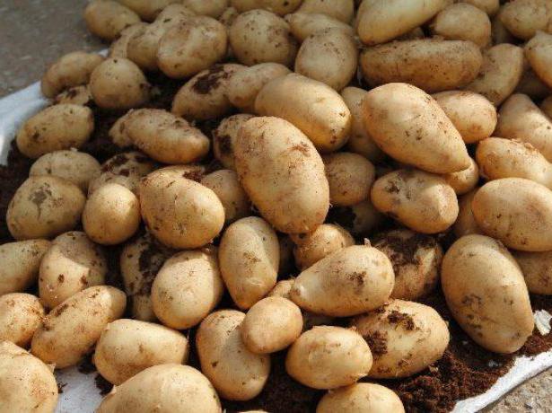 Varietà di patate olandesi in Bielorussia