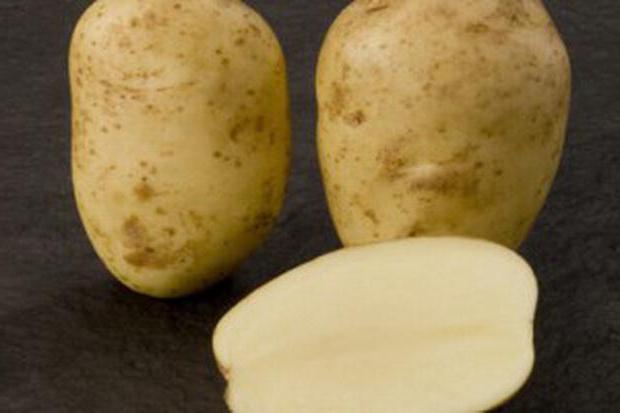 zelo zgodnjih sort krompirja v Belorusiji