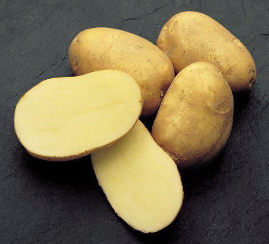 razvararye odrůdy brambor v Bělorusku