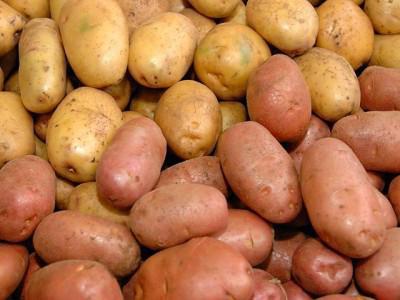 ранни сортове картофи в Беларус