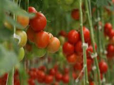 Nejlepší odrůdy rajčat pro Sibiř