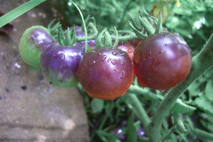 Nové odrůdy rajčat