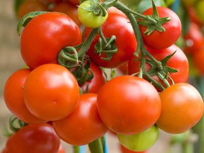 Sibiřské odrůdy rajčat