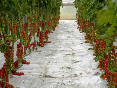 Najlepsze odmiany pomidorów na Ural