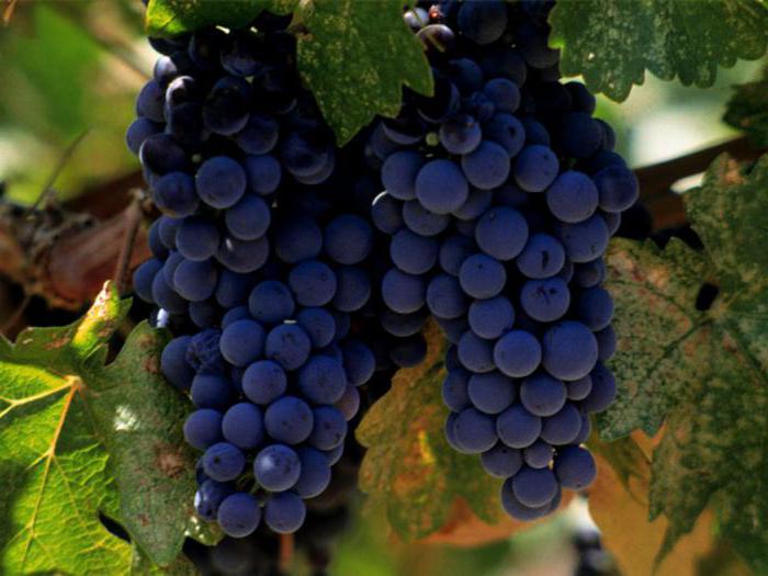 Odrůdy sladkého vína