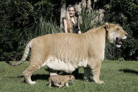 največja mačka