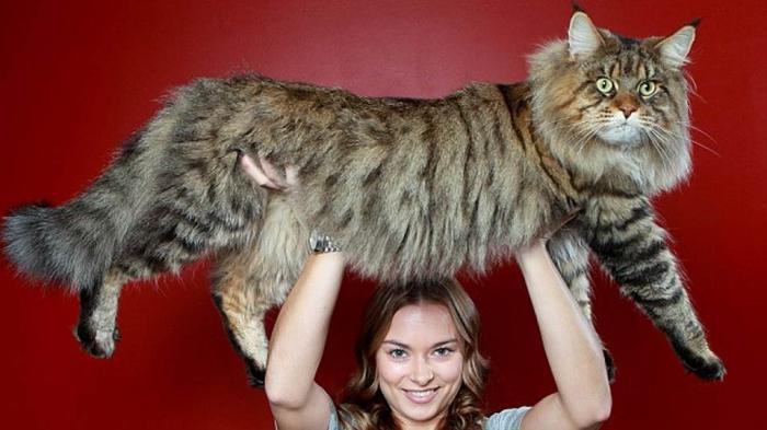 największy kot na świecie