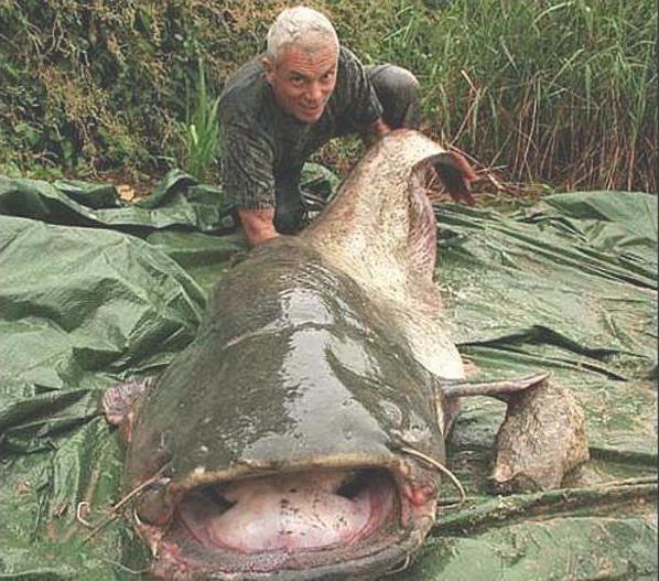 il più grande pesce gatto