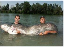 il più grande pesce gatto del mondo
