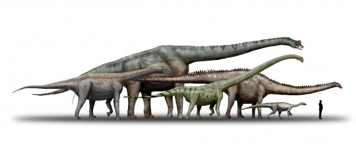 foto del più grande dinosauro