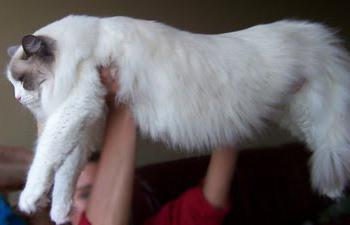 фотографија велике домаће мачке