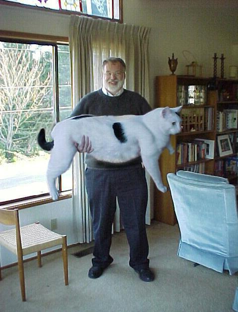 velika domača pasma mačk