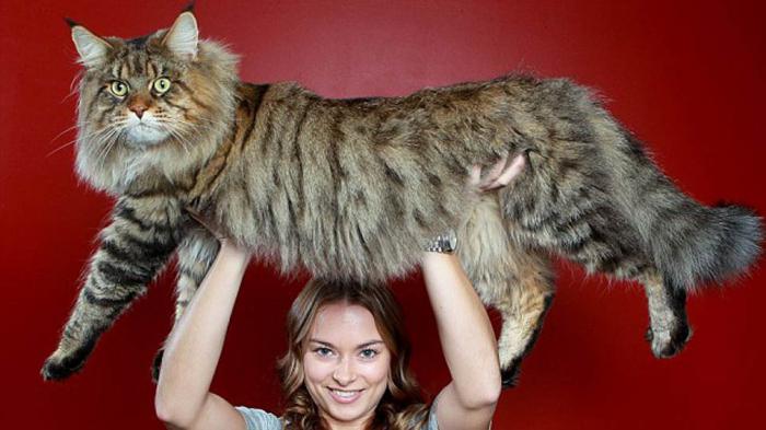 největší domácí kočka na světě