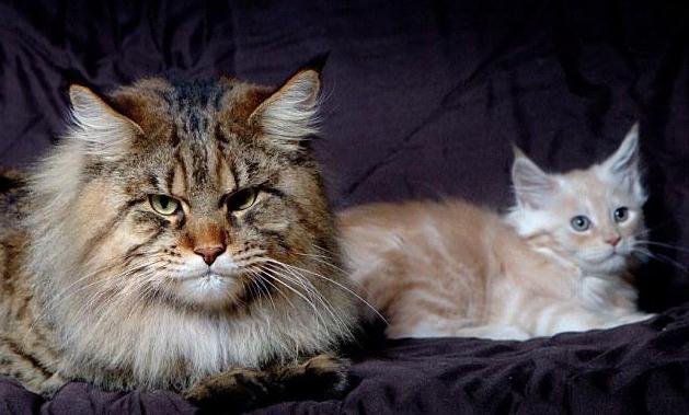 največja fotografija domačih mačk