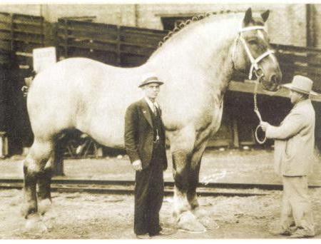 največji konj na svetu 1928