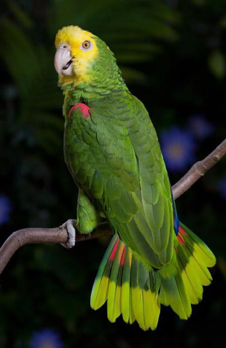 Il pappagallo più grande del mondo
