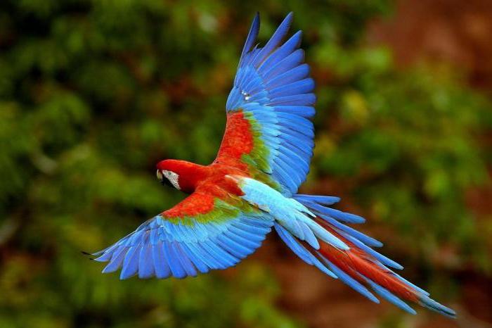 Il nome del pappagallo più grande del mondo