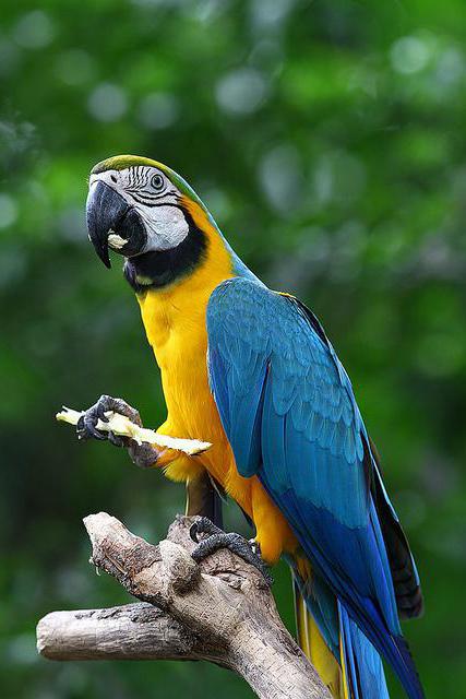 Най-големият папагал