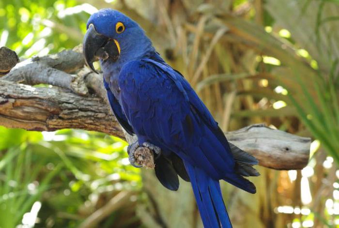 Какво е името на най-големия папагал