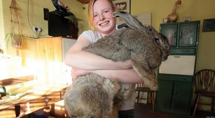 największy królik na świecie