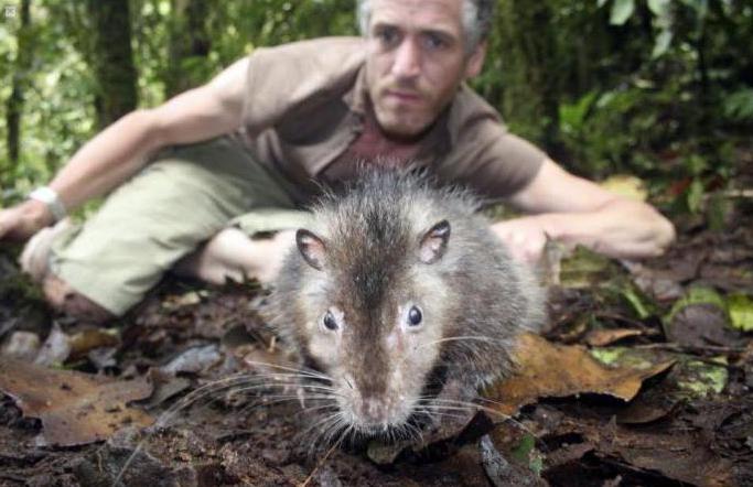 najveći štakori na svijetu su zanimljive činjenice