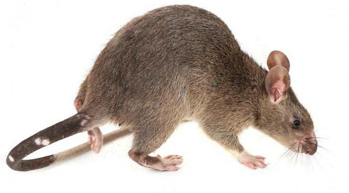 največjih podgan na svetu