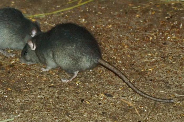i più grandi record di topi