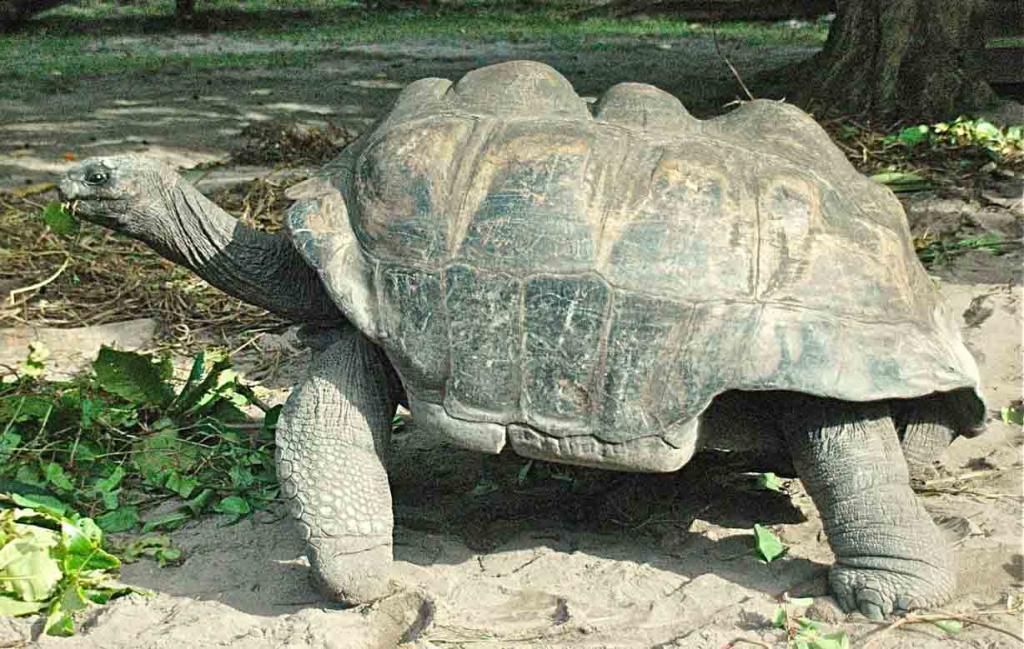 Giant Seychelles kornjača