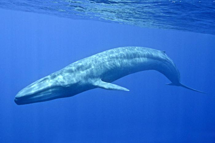 l'animale più grande è la balena