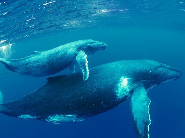 най-големият кит на земята