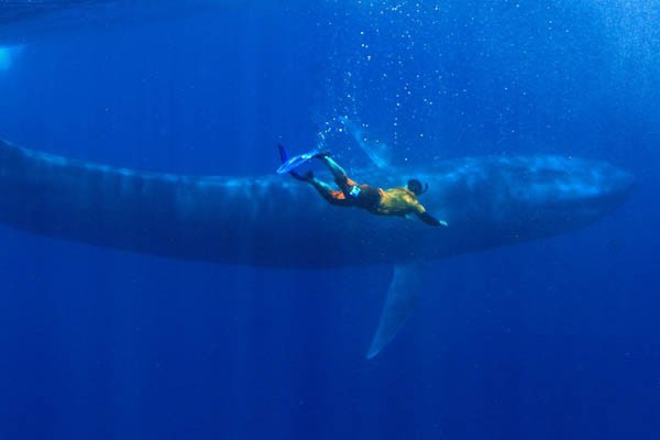 највећи кит