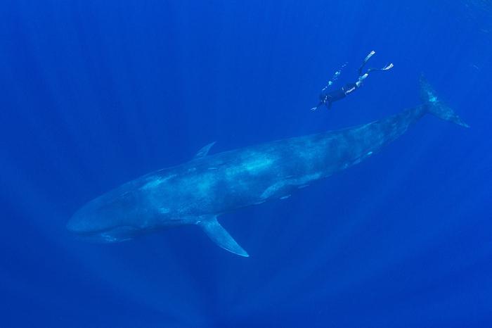 największy niebieski wieloryb