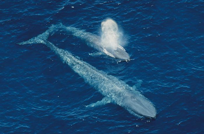 највећа фотографија китова
