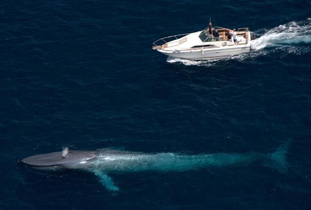 la più grande balena del mondo